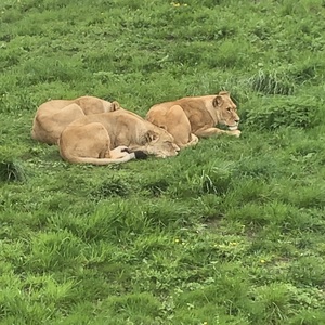 Dierenonderzoek