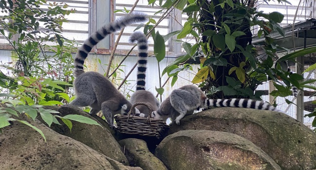 Dierentuin