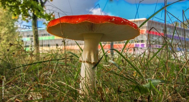 Herfstvakantie