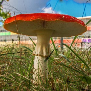 Herfstvakantie