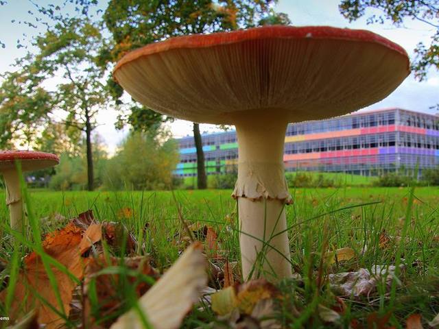 Herfstvakantie