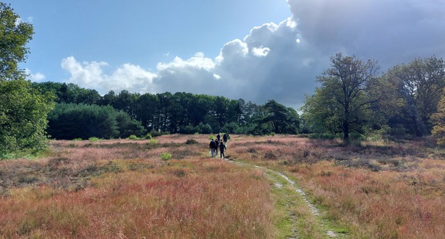 Maatschappelijke stage